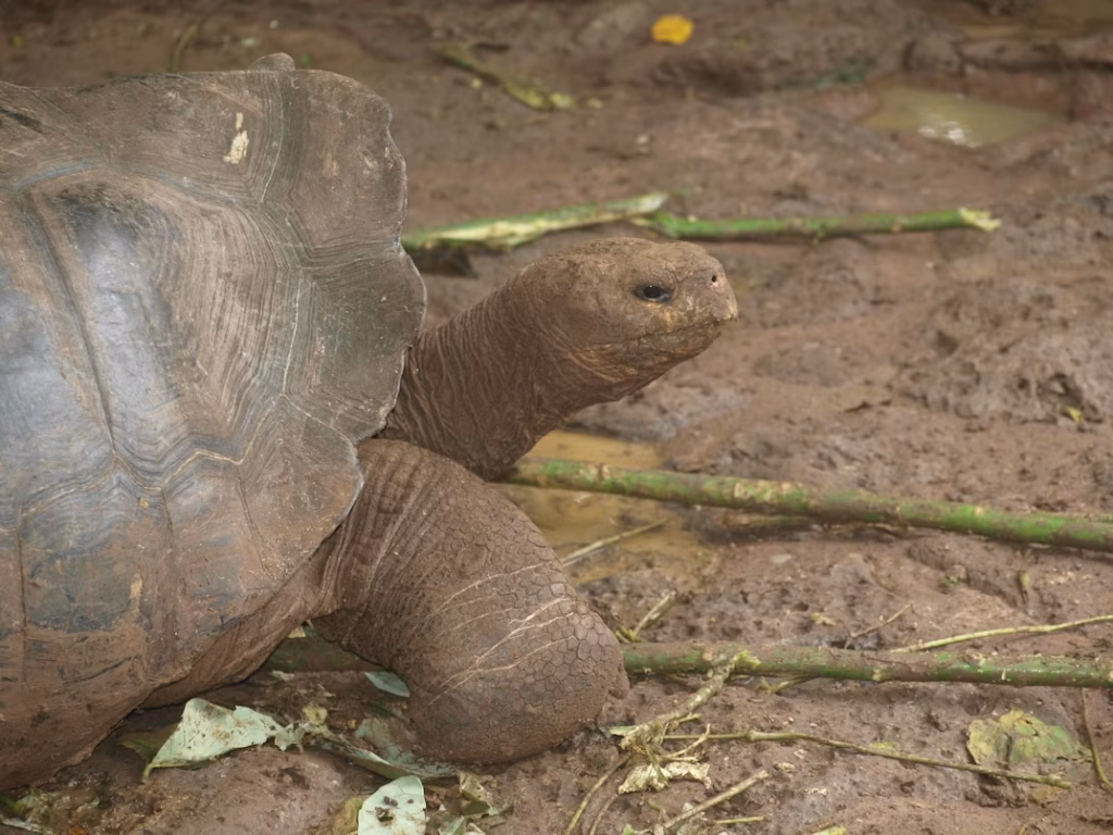 giant tortoise in ecudor